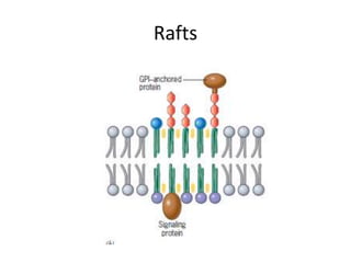 Rafts
 