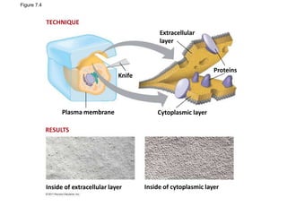 Figure 7.4
Knife
Plasma membrane Cytoplasmic layer
Proteins
Extracellular
layer
Inside of extracellular layer Inside of cytoplasmic layer
TECHNIQUE
RESULTS
 
