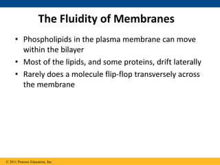 The Fluidity of Membranes
• Phospholipids in the plasma membrane can move
within the bilayer
• Most of the lipids, and some proteins, drift laterally
• Rarely does a molecule flip-flop transversely across
the membrane
© 2011 Pearson Education, Inc.
 