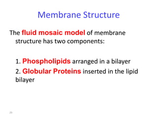 29
Membrane Structure
The fluid mosaic model of membrane
structure has two components:
1. Phospholipids arranged in a bilayer
2. Globular Proteins inserted in the lipid
bilayer
 