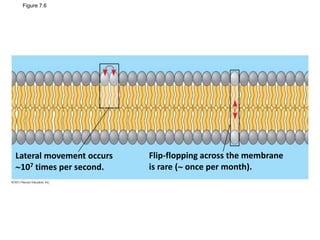 Figure 7.6
Lateral movement occurs
107 times per second.
Flip-flopping across the membrane
is rare ( once per month).
 