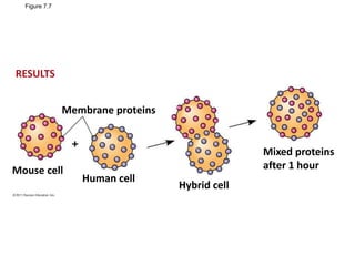 Figure 7.7
Membrane proteins
Mouse cell
Human cell
Hybrid cell
Mixed proteins
after 1 hour
RESULTS
 