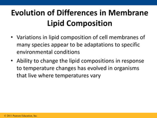 Evolution of Differences in Membrane
Lipid Composition
• Variations in lipid composition of cell membranes of
many species appear to be adaptations to specific
environmental conditions
• Ability to change the lipid compositions in response
to temperature changes has evolved in organisms
that live where temperatures vary
© 2011 Pearson Education, Inc.
 