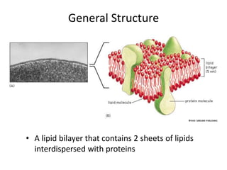 General Structure
• A lipid bilayer that contains 2 sheets of lipids
interdispersed with proteins
 