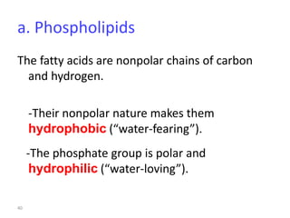 40
a. Phospholipids
The fatty acids are nonpolar chains of carbon
and hydrogen.
-Their nonpolar nature makes them
hydrophobic (“water-fearing”).
-The phosphate group is polar and
hydrophilic (“water-loving”).
 