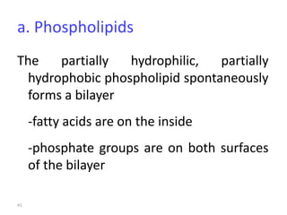 41
a. Phospholipids
The partially hydrophilic, partially
hydrophobic phospholipid spontaneously
forms a bilayer
-fatty acids are on the inside
-phosphate groups are on both surfaces
of the bilayer
 