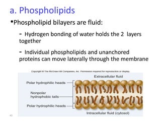 43
a. Phospholipids
•Phospholipid bilayers are fluid:
- Hydrogen bonding of water holds the 2 layers
together
- Individual phospholipids and unanchored
proteins can move laterally through the membrane
 