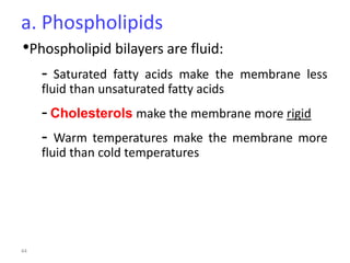 44
a. Phospholipids
•Phospholipid bilayers are fluid:
- Saturated fatty acids make the membrane less
fluid than unsaturated fatty acids
- Cholesterols make the membrane more rigid
- Warm temperatures make the membrane more
fluid than cold temperatures
 