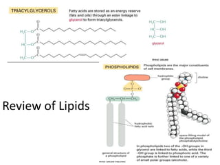 Review of Lipids
 