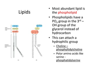 Lipids
• Most abundant lipid is
the phospholipid
• Phospholipids have a
PO4 group in the 3rd –
OH group of the
glycerol instead of
hydrocarbon
• This can attach a
hydrophilic group
– Choline –
phosphyltidylcholine
– Polar amino acids like
serine -
phosphatidylserine
 