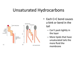 Unsaturated Hydrocarbons
• Each C=C bond causes
a kink or bend in the
tail
– Can’t pack tightly in
the layer
– More lipids that have
unsaturated tails the
more fluid the
membrane
 