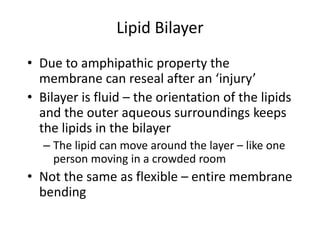 Lipid Bilayer
• Due to amphipathic property the
membrane can reseal after an ‘injury’
• Bilayer is fluid – the orientation of the lipids
and the outer aqueous surroundings keeps
the lipids in the bilayer
– The lipid can move around the layer – like one
person moving in a crowded room
• Not the same as flexible – entire membrane
bending
 