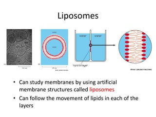 Liposomes
• Can study membranes by using artificial
membrane structures called liposomes
• Can follow the movement of lipids in each of the
layers
 