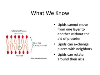 What We Know
• Lipids cannot move
from one layer to
another without the
aid of proteins
• Lipids can exchange
places with neighbors
• Lipids can rotate
around their axis
 