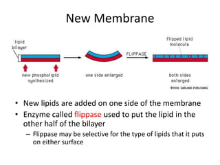 New Membrane
• New lipids are added on one side of the membrane
• Enzyme called flippase used to put the lipid in the
other half of the bilayer
– Flippase may be selective for the type of lipids that it puts
on either surface
 