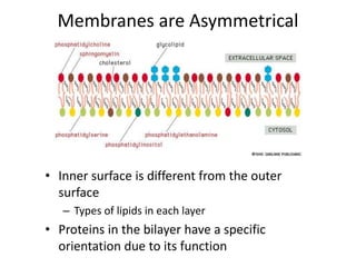 Membranes are Asymmetrical
• Inner surface is different from the outer
surface
– Types of lipids in each layer
• Proteins in the bilayer have a specific
orientation due to its function
 