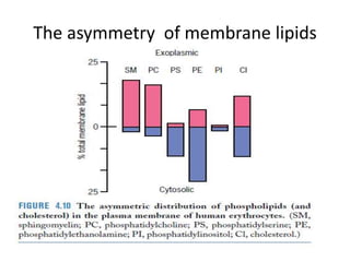The asymmetry of membrane lipids
 