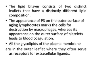 • The lipid bilayer consists of two distinct
leaflets that have a distinctly different lipid
composition.
• The appearance of PS on the outer surface of
aging lymphocytes marks the cells for
destruction by macrophages, whereas its
appearance on the outer surface of platelets
leads to blood coagulation.
• All the glycolipids of the plasma membrane
are in the outer leaflet where they often serve
as receptors for extracellular ligands.
 