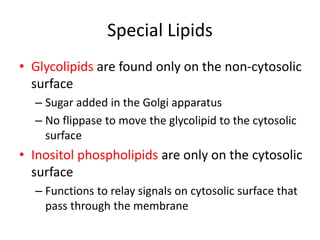 Special Lipids
• Glycolipids are found only on the non-cytosolic
surface
– Sugar added in the Golgi apparatus
– No flippase to move the glycolipid to the cytosolic
surface
• Inositol phospholipids are only on the cytosolic
surface
– Functions to relay signals on cytosolic surface that
pass through the membrane
 