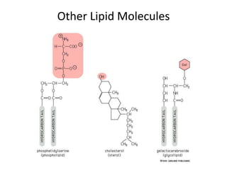 Other Lipid Molecules
 