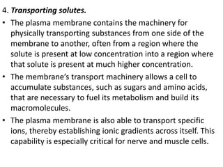 4. Transporting solutes.
• The plasma membrane contains the machinery for
physically transporting substances from one side of the
membrane to another, often from a region where the
solute is present at low concentration into a region where
that solute is present at much higher concentration.
• The membrane’s transport machinery allows a cell to
accumulate substances, such as sugars and amino acids,
that are necessary to fuel its metabolism and build its
macromolecules.
• The plasma membrane is also able to transport specific
ions, thereby establishing ionic gradients across itself. This
capability is especially critical for nerve and muscle cells.
 