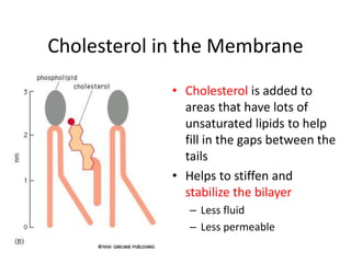 Cholesterol in the Membrane
• Cholesterol is added to
areas that have lots of
unsaturated lipids to help
fill in the gaps between the
tails
• Helps to stiffen and
stabilize the bilayer
– Less fluid
– Less permeable
 