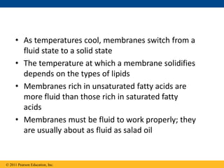 • As temperatures cool, membranes switch from a
fluid state to a solid state
• The temperature at which a membrane solidifies
depends on the types of lipids
• Membranes rich in unsaturated fatty acids are
more fluid than those rich in saturated fatty
acids
• Membranes must be fluid to work properly; they
are usually about as fluid as salad oil
© 2011 Pearson Education, Inc.
 