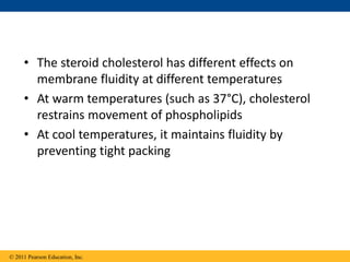 • The steroid cholesterol has different effects on
membrane fluidity at different temperatures
• At warm temperatures (such as 37°C), cholesterol
restrains movement of phospholipids
• At cool temperatures, it maintains fluidity by
preventing tight packing
© 2011 Pearson Education, Inc.
 