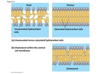 Figure 7.8
Fluid
Unsaturated hydrocarbon
tails
Viscous
Saturated hydrocarbon tails
(a) Unsaturated versus saturated hydrocarbon tails
(b) Cholesterol within the animal
cell membrane
Cholesterol
 
