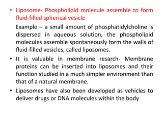 • Liposome- Phospholipid molecule assemble to form
fluid-filled spherical vesicle
Example – a small amount of phosphatidylcholine is
dispersed in aqueous solution, the phospholipid
molecules assemble spontaneously form the walls of
fluid-filled vesicles, called liposomes.
• It is valuable in membrane resarch- Membrane
proteins can be inserted into liposomes and their
function studied in a much simpler environment than
that of a natural membrane.
• Liposomes have also been developed as vehicles to
deliver drugs or DNA molecules within the body
 