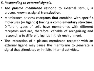 5. Responding to external signals.
• The plasma membrane respond to external stimuli, a
process known as signal transduction.
• Membranes possess receptors that combine with specific
molecules (or ligands) having a complementary structure.
Different types of cells have membranes with different
receptors and are, therefore, capable of recognizing and
responding to different ligands in their environment.
• The interaction of a plasma membrane receptor with an
external ligand may cause the membrane to generate a
signal that stimulates or inhibits internal activities.
 