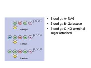 • Blood gr. A- NAG
• Blood gr. B- Galactose
• Blood gr. O-NO terminal
sugar attached
 