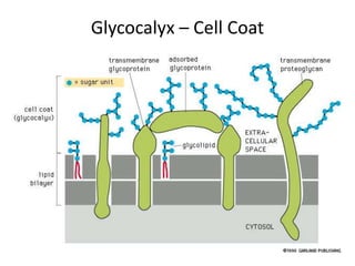 Glycocalyx – Cell Coat
 