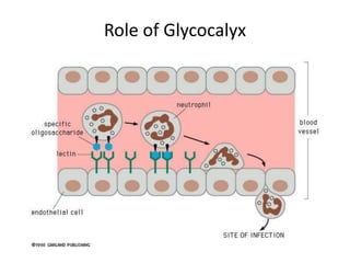 Role of Glycocalyx
 