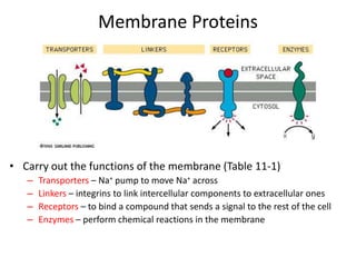 Membrane Proteins
• Carry out the functions of the membrane (Table 11-1)
– Transporters – Na+ pump to move Na+ across
– Linkers – integrins to link intercellular components to extracellular ones
– Receptors – to bind a compound that sends a signal to the rest of the cell
– Enzymes – perform chemical reactions in the membrane
 