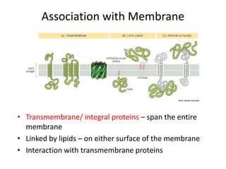 Association with Membrane
• Transmembrane/ integral proteins – span the entire
membrane
• Linked by lipids – on either surface of the membrane
• Interaction with transmembrane proteins
 