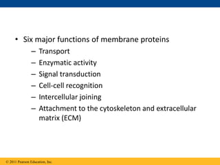 • Six major functions of membrane proteins
– Transport
– Enzymatic activity
– Signal transduction
– Cell-cell recognition
– Intercellular joining
– Attachment to the cytoskeleton and extracellular
matrix (ECM)
© 2011 Pearson Education, Inc.
 