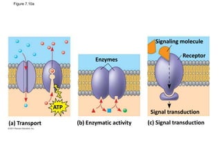 Figure 7.10a
Enzymes
Signaling molecule
Receptor
Signal transduction
ATP
(a) Transport (b) Enzymatic activity (c) Signal transduction
 