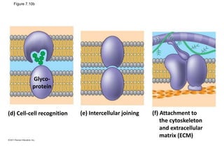 Figure 7.10b
Glyco-
protein
(d) Cell-cell recognition (e) Intercellular joining (f) Attachment to
the cytoskeleton
and extracellular
matrix (ECM)
 