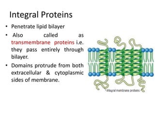 Integral Proteins
• Penetrate lipid bilayer
• Also called as
transmembrane proteins i.e.
they pass entirely through
bilayer.
• Domains protrude from both
extracellular & cytoplasmic
sides of membrane.
 
