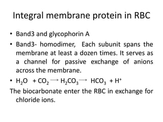Integral membrane protein in RBC
• Band3 and glycophorin A
• Band3- homodimer, Each subunit spans the
membrane at least a dozen times. It serves as
a channel for passive exchange of anions
across the membrane.
• H2O + CO2 H2CO3 HCO3 + H+
The biocarbonate enter the RBC in exchange for
chloride ions.
 