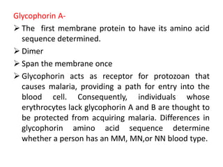 Glycophorin A-
 The first membrane protein to have its amino acid
sequence determined.
 Dimer
 Span the membrane once
 Glycophorin acts as receptor for protozoan that
causes malaria, providing a path for entry into the
blood cell. Consequently, individuals whose
erythrocytes lack glycophorin A and B are thought to
be protected from acquiring malaria. Differences in
glycophorin amino acid sequence determine
whether a person has an MM, MN,or NN blood type.
 