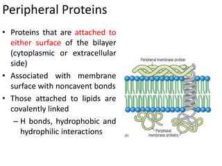 Peripheral Proteins
• Proteins that are attached to
either surface of the bilayer
(cytoplasmic or extracellular
side)
• Associated with membrane
surface with noncavent bonds
• Those attached to lipids are
covalently linked
– H bonds, hydrophobic and
hydrophilic interactions
 