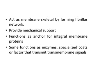• Act as membrane skeletal by forming fibrillar
network.
• Provide mechanical support
• Functions as anchor for integral membrane
proteins
• Some functions as enzymes, specialized coats
or factor that transmit transmembrane signals
 