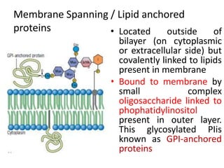 Membrane Spanning / Lipid anchored
proteins • Located outside of
bilayer (on cytoplasmic
or extracellular side) but
covalently linked to lipids
present in membrane
• Bound to membrane by
small complex
oligosaccharide linked to
phophatidylinositol
present in outer layer.
This glycosylated PIis
known as GPI-anchored
proteins
 