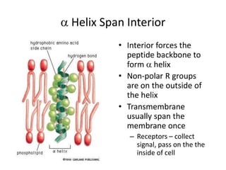  Helix Span Interior
• Interior forces the
peptide backbone to
form  helix
• Non-polar R groups
are on the outside of
the helix
• Transmembrane
usually span the
membrane once
– Receptors – collect
signal, pass on the the
inside of cell
 