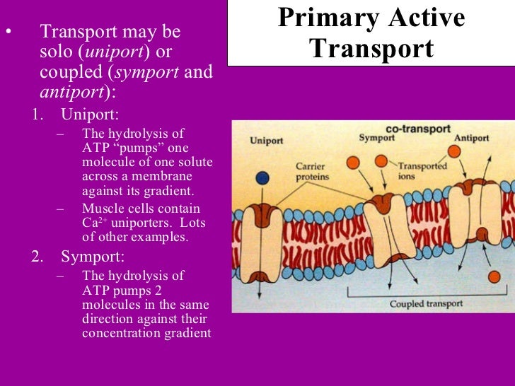 Membrane transport