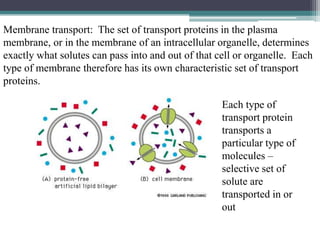 Membrane transport: The set of transport proteins in the plasma 
membrane, or in the membrane of an intracellular organelle, determines 
exactly what solutes can pass into and out of that cell or organelle. Each 
type of membrane therefore has its own characteristic set of transport 
proteins. 
Each type of 
transport protein 
transports a 
particular type of 
molecules – 
selective set of 
solute are 
transported in or 
out 
 