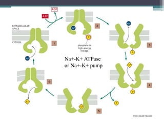 Na+-K+ ATPase 
or Na+-K+ pump 
 