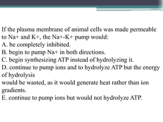 If the plasma membrane of animal cells was made permeable 
to Na+ and K+, the Na+-K+ pump would: 
A. be completely inhibited. 
B. begin to pump Na+ in both directions. 
C. begin synthesizing ATP instead of hydrolyzing it. 
D. continue to pump ions and to hydrolyze ATP but the energy 
of hydrolysis 
would be wasted, as it would generate heat rather than ion 
gradients. 
E. continue to pump ions but would not hydrolyze ATP. 
 